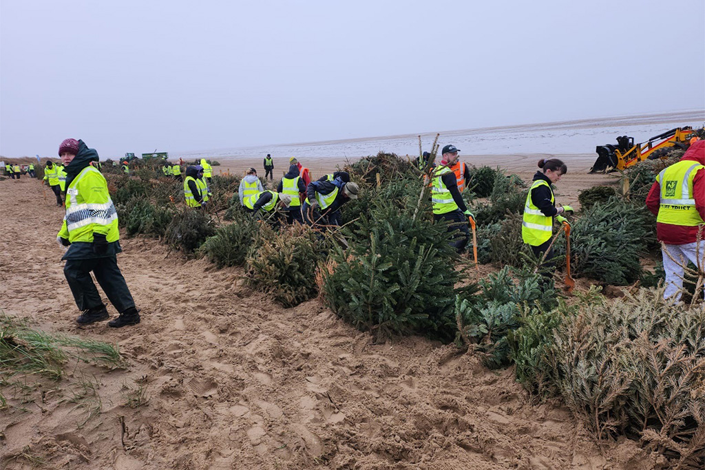 Fylde sand dunes project – Volunteering